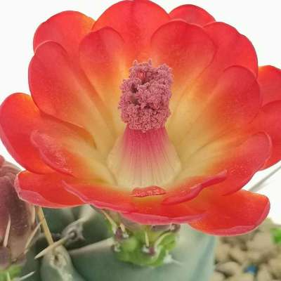 Echinocereus triglochidiatus - Giromagi